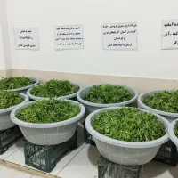 سبزی چرخ کرده خام اماده دربسته ۱کیلویی۱۰۰هزارتومان|خوردنی و آشامیدنی|بوکان, |دیوار