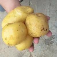 سیب زمینی محلی(قیمت هر کیلو 40 هزارتومان)|خوردنی و آشامیدنی|دیواندره, |دیوار