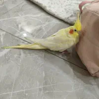 عروس هلندی نر با قفس|پرنده|تهران, شهرآرا|دیوار