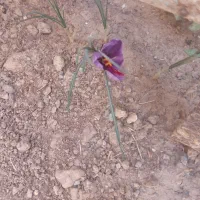 لوله کشاورزی