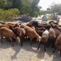 گوسفند چکی *نقد سبک  و سنگین