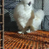 جوجه ابریشمی یک ماهه|حیوانات مزرعه|اهواز, کوی باهنر|دیوار