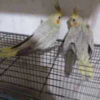 جوجه عروس  خوشگل