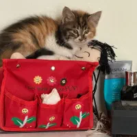 بچه گربه ی زیبا