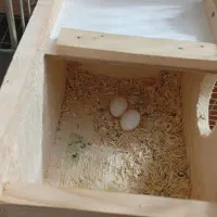 طوطی برزیلی نروماده|پرنده|آستانه اشرفیه, |دیوار