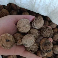 گردو روغنی|خوردنی و آشامیدنی|رشت, گیل|دیوار