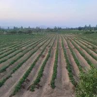 زمین زراعی به متراژ ۱۰ و نیم هکتار