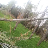 هرس کردن درختان وخرید چوب درهمه مکان|خدمات باغبانی و درختکاری|اردبیل, |دیوار