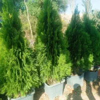 فروش انواع گل و گیاه باغچه ای و آپارتمانی