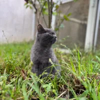 واگذاری گربه