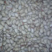 پسته کله قوچی