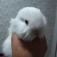 خرگوش نژاد دار|موش و خرگوش|قرچک, میرزائی شمالی|دیوار