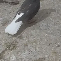 قهوی دم سفید جوون 15پردم|پرنده|اهواز, کوی مندلی(سه راه خرمشهر)|دیوار