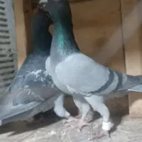 کبوتر درجه یک|پرنده|تربت جام, فاز ۲ فرهنگیان|دیوار