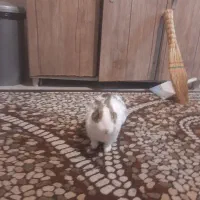 خرگوش|موش و خرگوش|بومهن, |دیوار