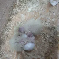 عروس|پرنده|رشت, شهرک صبا|دیوار