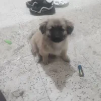 اشپیتز گمشده