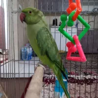 یگ جفت طوطی ملنگو|پرنده|آستارا, |دیوار