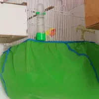 برزیلی|پرنده|پیرانشهر, |دیوار