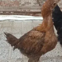 جوجه لاری|حیوانات مزرعه|تربت‌حیدریه, ده پائین|دیوار