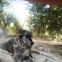 سگ خاص گری|سگ|سپیدان, |دیوار