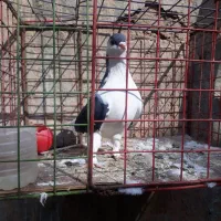 شیرسیاه عالی.زاپاس وانت