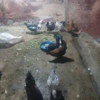 مرغ های تخم گزار کرچ شو محلی|حیوانات مزرعه|محمدشهر, ولدآباد|دیوار