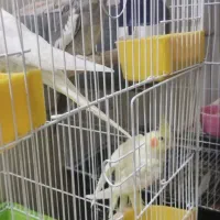 دو عدد عروس هلندی سهره