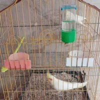 یک جفت عروس هلندی