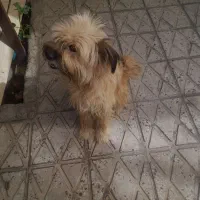 حیوانات خانگی|سگ|اسدآباد, |دیوار