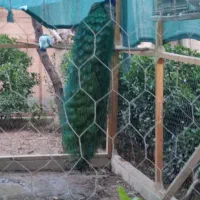 طاووس وپرنده زینتی