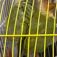 طوطی گرینچیک