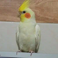عروس هلندی گم شده دراورین
