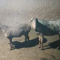 میش عربی زاییده