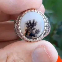 تک درخت شجر