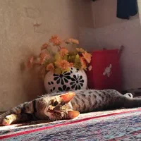 واگذاری گربه dsh