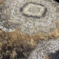 فرش ۶ متری تنوع بالا فوری|فرش|کیش, |دیوار