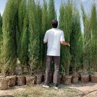 سرو شیراز سرو ناز سرو شیرازی سروشیراز|خدمات باغبانی و درختکاری|شیراز, شهرک بزین|دیوار