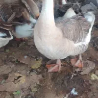 گیل غازغازمولد قوغاز آفریقایی قوغازسفیدقوغازمحلی