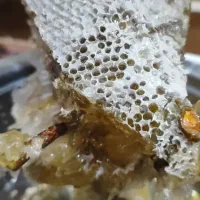 عسل صددرصد طبیعی|عمدهفروشی|سیراف, |دیوار