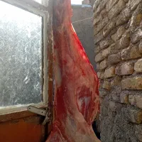 گوشت گوسفند