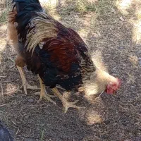 مرغ خروس و بوقلمون|حیوانات مزرعه|خوی, |دیوار