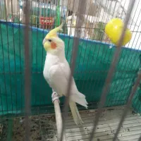 طوطی عروس لوتینو نر یک سال و سه ماه آماده مست