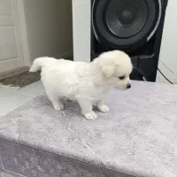 سگ پودل کراس مالتیز فقط8500|سگ|کرج, فاز ۴ مهرشهر|دیوار