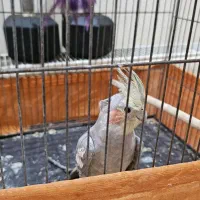 یک جفت عروس هلندی