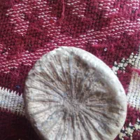 فسیل کلکسیونی