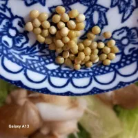 حلزون آچاتینا بالغ تخم گذار|خزنده|تبریز, |دیوار