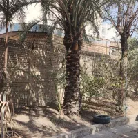 نخل برحی (فروشی)|گل و گیاه طبیعی|اهواز, کوی فرهنگیان ۱|دیوار