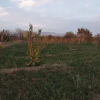 باغ زردالو|فروش دفتر صنعتی، کشاورزی، تجاری|نوشین شهر, |دیوار