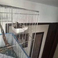 قناری ماده|پرنده|کرمان, |دیوار